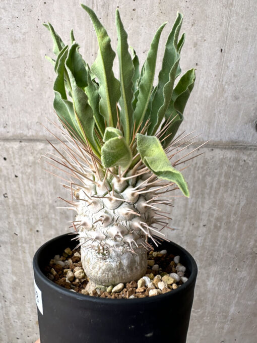 【現品限り】パキポディウム・ナマクアナム 光堂 実生 大株【AE28】 Pachypodium namaquanum【植物】塊根植物 夏型 コーデックス - 画像 (3)