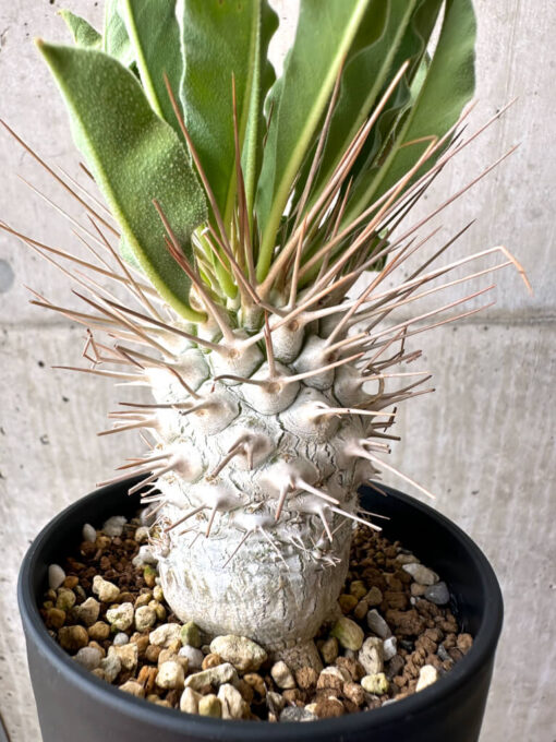 【現品限り】パキポディウム・ナマクアナム 光堂 実生 大株【AE28】 Pachypodium namaquanum【植物】塊根植物 夏型 コーデックス - 画像 (5)