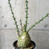 【現品限り】アデニア・グロボーサ 現地株 発根済み 4ヶ月管理【AE29】 Adenia globosa【植物】塊根植物 夏型 コーデックス