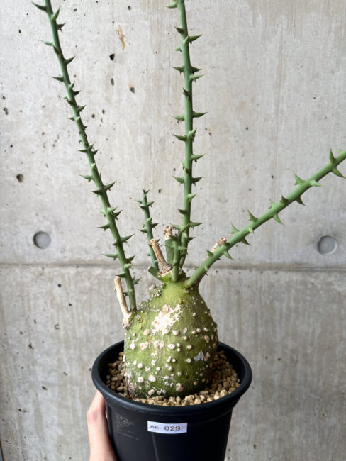 【現品限り】アデニア・グロボーサ 現地株 発根済み 4ヶ月管理【AE29】 Adenia globosa【植物】塊根植物 夏型 コーデックス