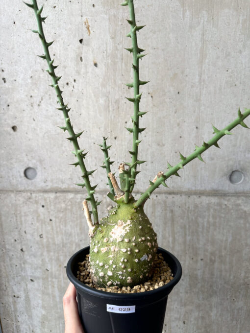 【現品限り】アデニア・グロボーサ 現地株 発根済み 4ヶ月管理【AE29】 Adenia globosa【植物】塊根植物 夏型 コーデックス