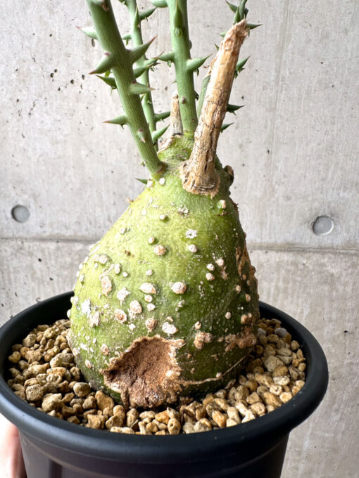 【現品限り】アデニア・グロボーサ 現地株 発根済み 4ヶ月管理【AE29】 Adenia globosa【植物】塊根植物 夏型 コーデックス - 画像 (3)