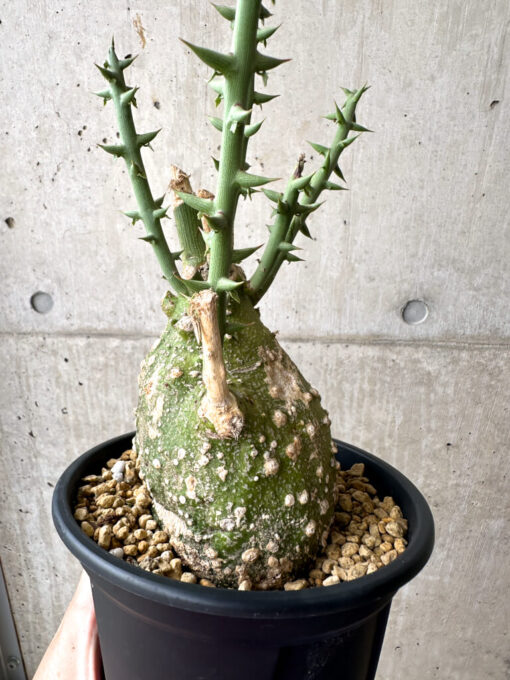 【現品限り】アデニア・グロボーサ 現地株 発根済み 4ヶ月管理【AE29】 Adenia globosa【植物】塊根植物 夏型 コーデックス - 画像 (5)