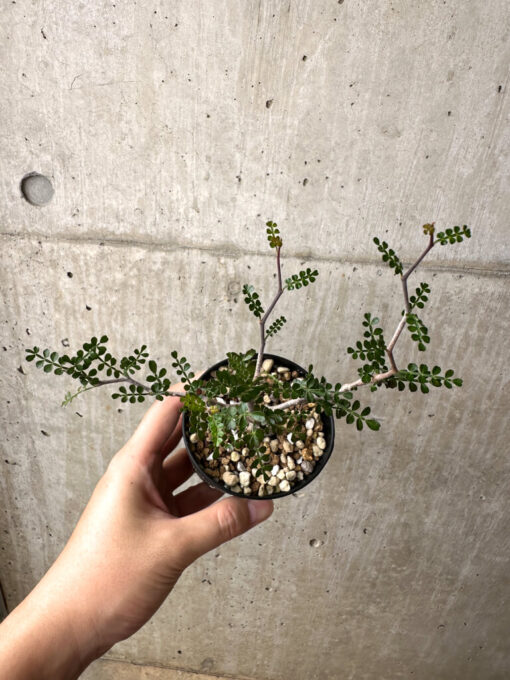 【現品限り】オペルクリカリア・パキプス 根挿し【AE2】 Operculicarya pachypus【植物】塊根植物 夏型 コーデックス - 画像 (2)