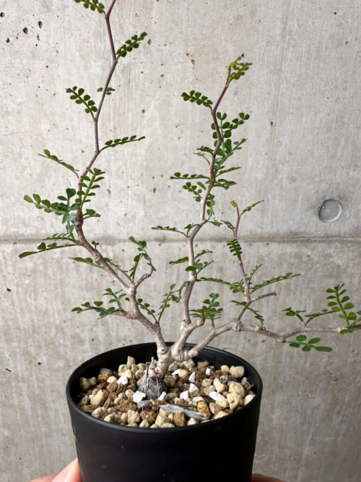 【現品限り】オペルクリカリア・パキプス 根挿し【AE2】 Operculicarya pachypus【植物】塊根植物 夏型 コーデックス - 画像 (4)