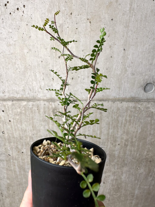 【現品限り】オペルクリカリア・パキプス 根挿し【AE2】 Operculicarya pachypus【植物】塊根植物 夏型 コーデックス - 画像 (5)