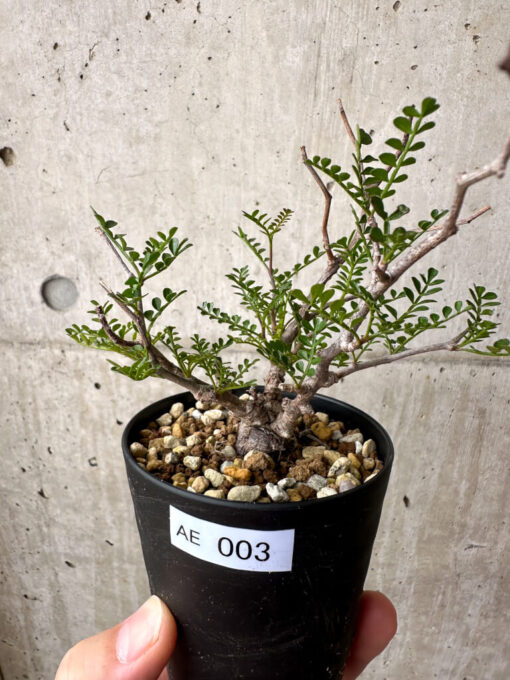 【現品限り】オペルクリカリア・パキプス 根挿し【AE3】 Operculicarya pachypus【植物】塊根植物 夏型 コーデックス