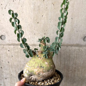 【現品限り】アデニア・スピノーサ 現地株 発根済み 4ヶ月管理【AE30】 Adenia spinosa【植物】塊根植物 夏型 コーデックス