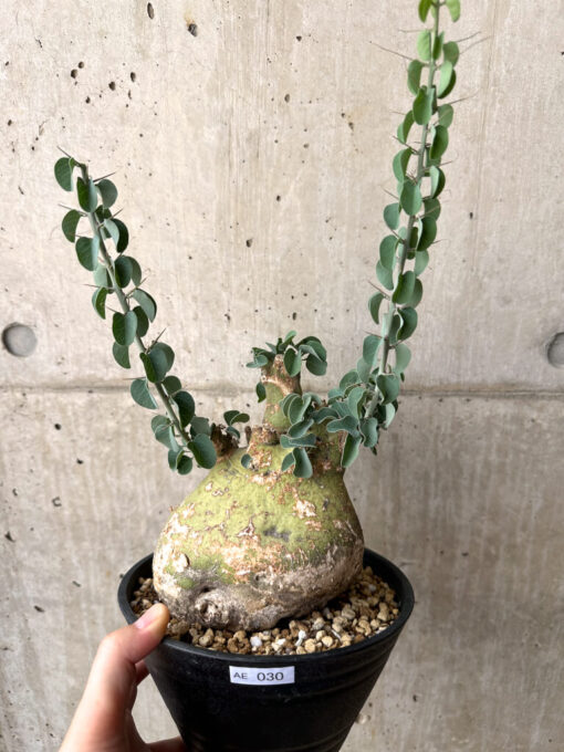 【現品限り】アデニア・スピノーサ 現地株 発根済み 4ヶ月管理【AE30】 Adenia spinosa【植物】塊根植物 夏型 コーデックス