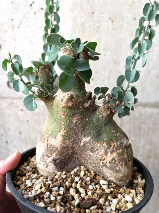 【現品限り】アデニア・スピノーサ 現地株 発根済み 4ヶ月管理【AE30】 Adenia spinosa【植物】塊根植物 夏型 コーデックス - 画像 (4)