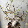 【現品限り】コミフォラ・カタフ ターカネンシス 現地株 発根済み 長期管理【AE32】 Commiphora kataf turkanensis【植物】塊根植物 夏型 コーデックス