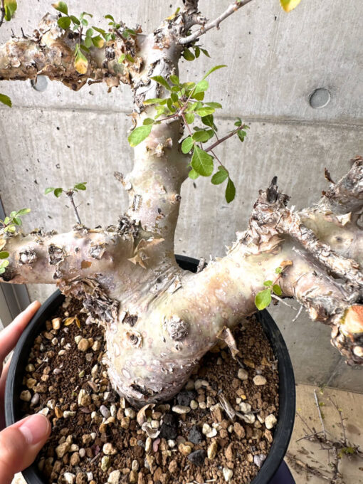 【現品限り】コミフォラ・カタフ ターカネンシス 現地株 発根済み 長期管理【AE32】 Commiphora kataf turkanensis【植物】塊根植物 夏型 コーデックス - 画像 (3)