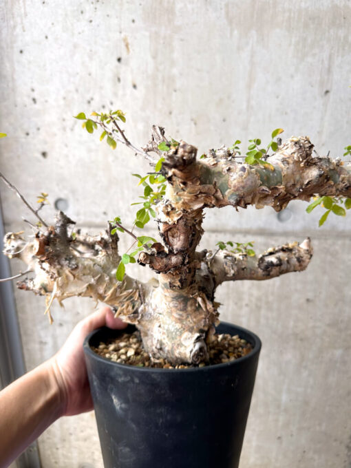 【現品限り】コミフォラ・カタフ ターカネンシス 現地株 発根済み 長期管理【AE32】 Commiphora kataf turkanensis【植物】塊根植物 夏型 コーデックス - 画像 (4)