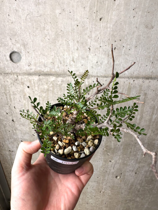 【現品限り】オペルクリカリア・パキプス 根挿し【AE3】 Operculicarya pachypus【植物】塊根植物 夏型 コーデックス - 画像 (2)