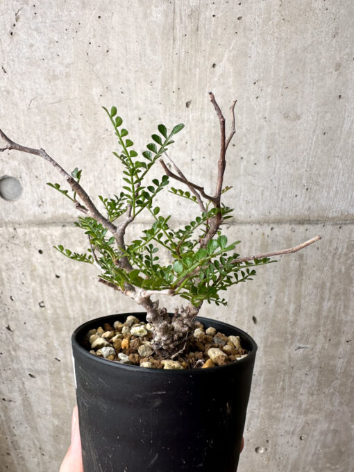 【現品限り】オペルクリカリア・パキプス 根挿し【AE3】 Operculicarya pachypus【植物】塊根植物 夏型 コーデックス - 画像 (3)
