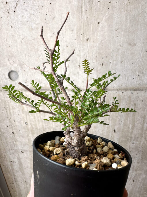 【現品限り】オペルクリカリア・パキプス 根挿し【AE3】 Operculicarya pachypus【植物】塊根植物 夏型 コーデックス - 画像 (4)