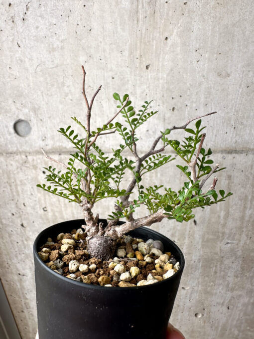 【現品限り】オペルクリカリア・パキプス 根挿し【AE3】 Operculicarya pachypus【植物】塊根植物 夏型 コーデックス - 画像 (5)