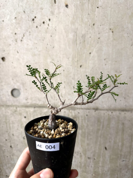 【現品限り】オペルクリカリア・パキプス 根挿し【AE4】 Operculicarya pachypus【植物】塊根植物 夏型 コーデックス
