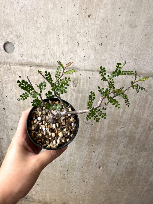 【現品限り】オペルクリカリア・パキプス 根挿し【AE4】 Operculicarya pachypus【植物】塊根植物 夏型 コーデックス - 画像 (2)