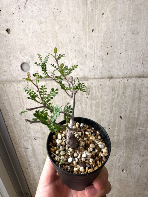 【現品限り】オペルクリカリア・パキプス 根挿し【AE4】 Operculicarya pachypus【植物】塊根植物 夏型 コーデックス - 画像 (5)