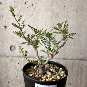 【現品限り】オペルクリカリア・パキプス 根挿し【AE5】 Operculicarya pachypus【植物】塊根植物 夏型 コーデックス