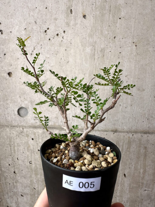 【現品限り】オペルクリカリア・パキプス 根挿し【AE5】 Operculicarya pachypus【植物】塊根植物 夏型 コーデックス