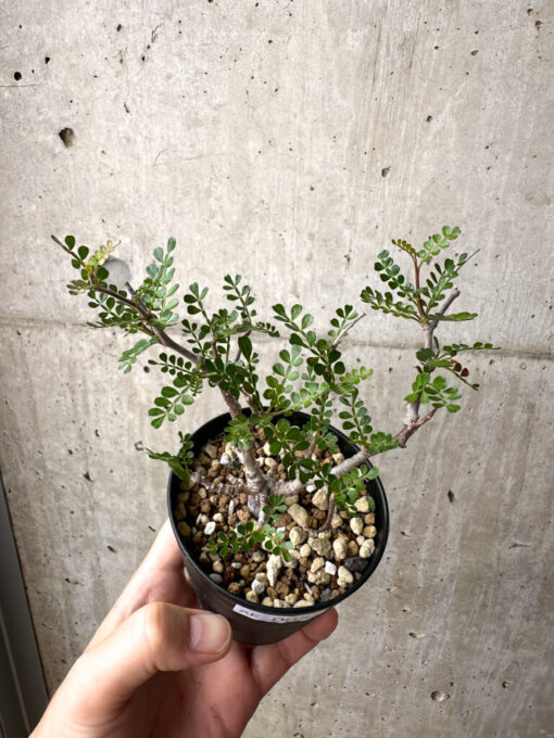 【現品限り】オペルクリカリア・パキプス 根挿し【AE5】 Operculicarya pachypus【植物】塊根植物 夏型 コーデックス - 画像 (2)