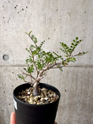 プラントブラザーズ