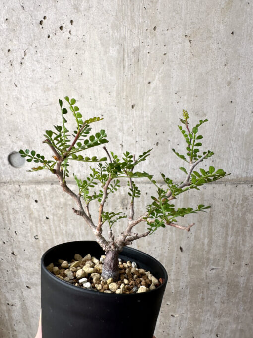 【現品限り】オペルクリカリア・パキプス 根挿し【AE5】 Operculicarya pachypus【植物】塊根植物 夏型 コーデックス - 画像 (4)