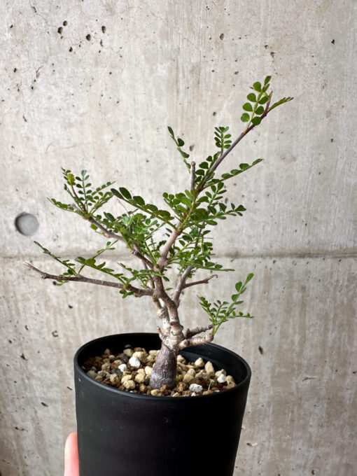 【現品限り】オペルクリカリア・パキプス 根挿し【AE5】 Operculicarya pachypus【植物】塊根植物 夏型 コーデックス - 画像 (5)