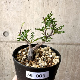 【現品限り】オペルクリカリア・パキプス 根挿し【AE6】 Operculicarya pachypus【植物】塊根植物 夏型 コーデックス