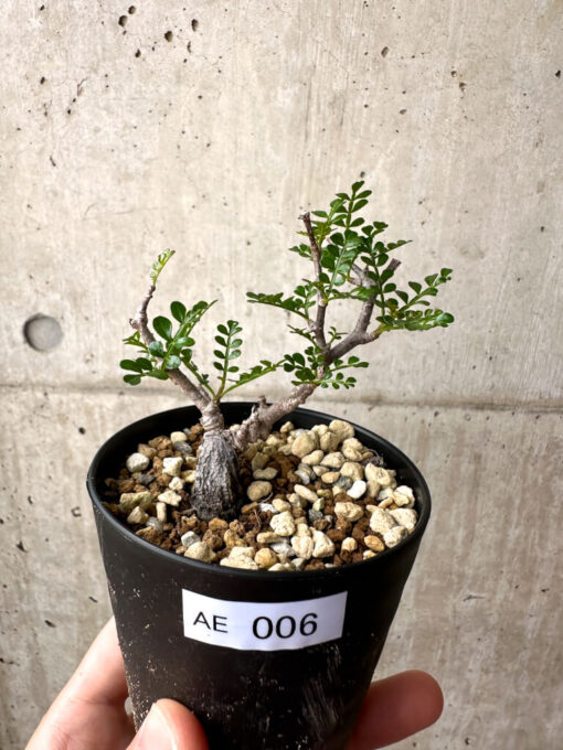 【現品限り】オペルクリカリア・パキプス 根挿し【AE6】 Operculicarya pachypus【植物】塊根植物 夏型 コーデックス