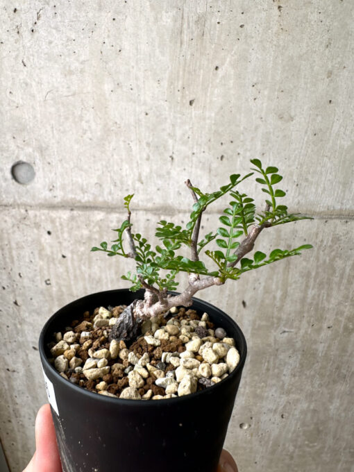 【現品限り】オペルクリカリア・パキプス 根挿し【AE6】 Operculicarya pachypus【植物】塊根植物 夏型 コーデックス - 画像 (3)