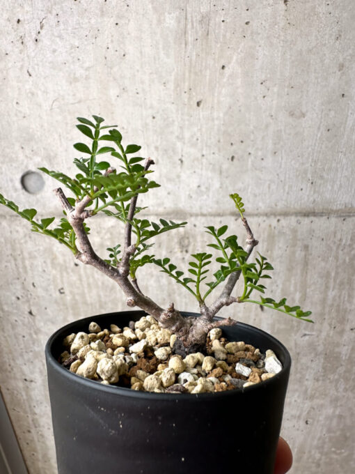 【現品限り】オペルクリカリア・パキプス 根挿し【AE6】 Operculicarya pachypus【植物】塊根植物 夏型 コーデックス - 画像 (4)