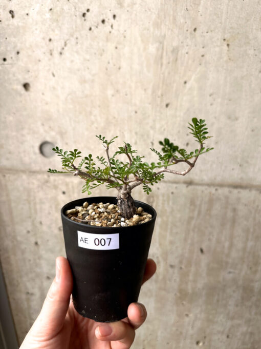 【現品限り】オペルクリカリア・パキプス 根挿し【AE7】 Operculicarya pachypus【植物】塊根植物 夏型 コーデックス