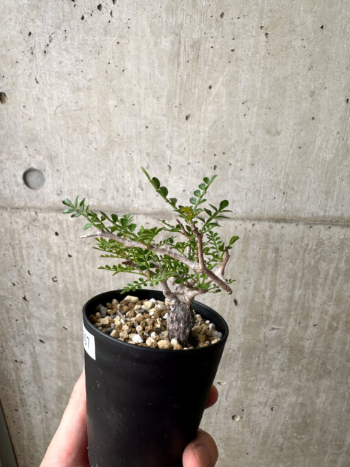 【現品限り】オペルクリカリア・パキプス 根挿し【AE7】 Operculicarya pachypus【植物】塊根植物 夏型 コーデックス - 画像 (3)