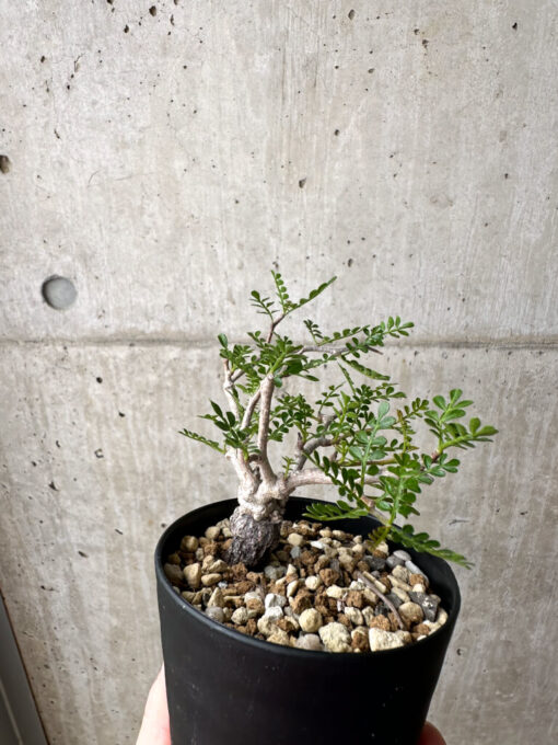 【現品限り】オペルクリカリア・パキプス 根挿し【AE7】 Operculicarya pachypus【植物】塊根植物 夏型 コーデックス - 画像 (5)