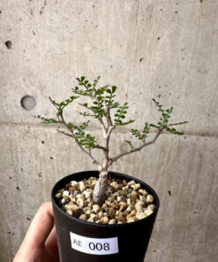 【現品限り】オペルクリカリア・パキプス 根挿し【AE8】 Operculicarya pachypus【植物】塊根植物 夏型 コーデックス