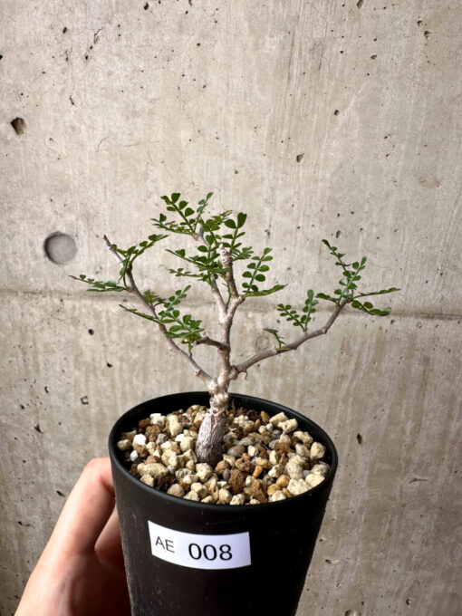 【現品限り】オペルクリカリア・パキプス 根挿し【AE8】 Operculicarya pachypus【植物】塊根植物 夏型 コーデックス
