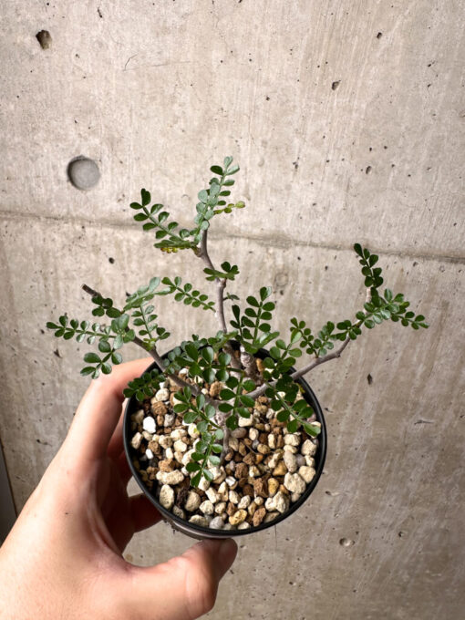 【現品限り】オペルクリカリア・パキプス 根挿し【AE8】 Operculicarya pachypus【植物】塊根植物 夏型 コーデックス - 画像 (2)