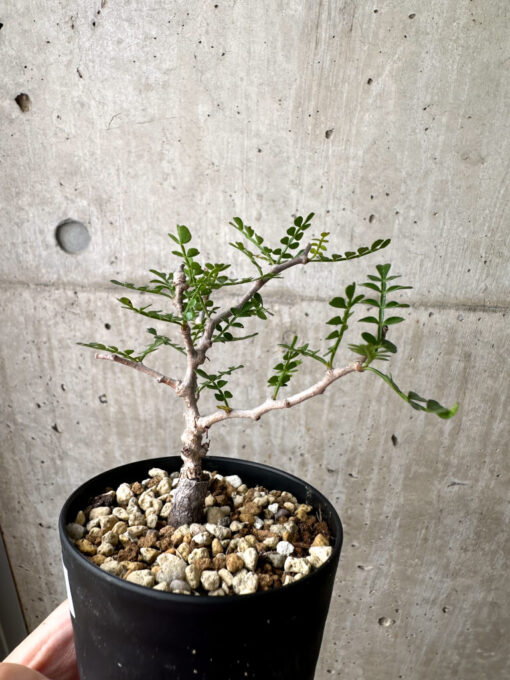 【現品限り】オペルクリカリア・パキプス 根挿し【AE8】 Operculicarya pachypus【植物】塊根植物 夏型 コーデックス - 画像 (3)