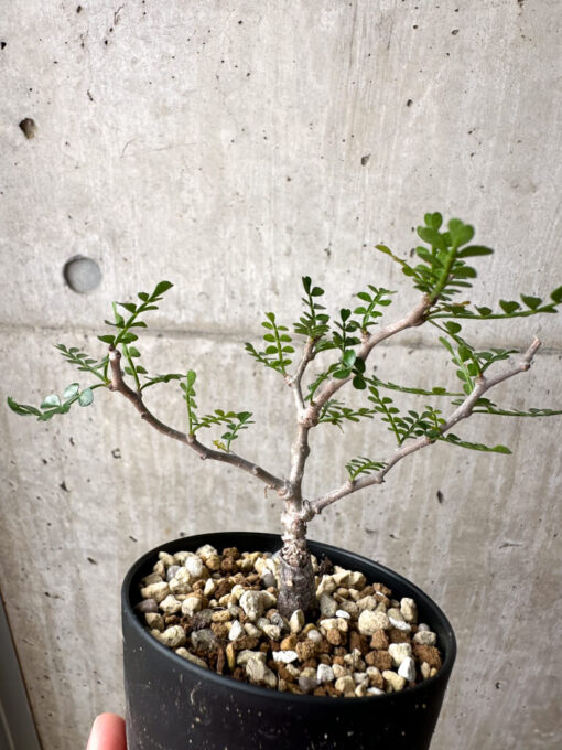 【現品限り】オペルクリカリア・パキプス 根挿し【AE8】 Operculicarya pachypus【植物】塊根植物 夏型 コーデックス - 画像 (4)
