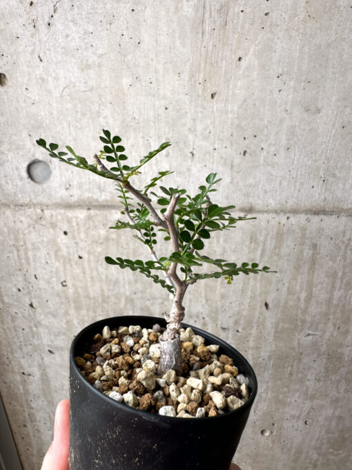 【現品限り】オペルクリカリア・パキプス 根挿し【AE8】 Operculicarya pachypus【植物】塊根植物 夏型 コーデックス - 画像 (5)