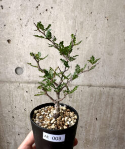 【現品限り】オペルクリカリア・パキプス 根挿し【AE9】 Operculicarya pachypus【植物】塊根植物 夏型 コーデックス