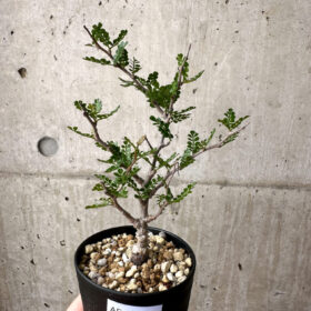 【現品限り】オペルクリカリア・パキプス 根挿し【AE9】 Operculicarya pachypus【植物】塊根植物 夏型 コーデックス