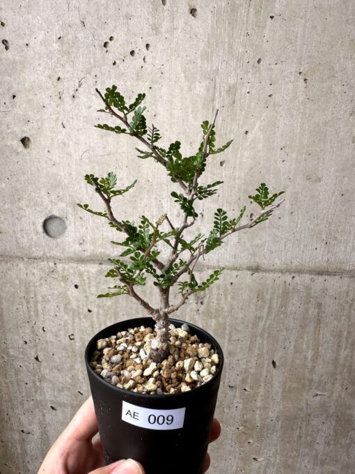 【現品限り】オペルクリカリア・パキプス 根挿し【AE9】 Operculicarya pachypus【植物】塊根植物 夏型 コーデックス