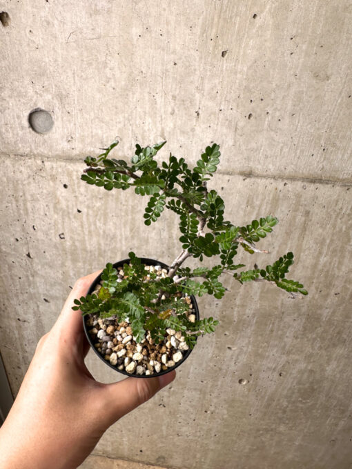 【現品限り】オペルクリカリア・パキプス 根挿し【AE9】 Operculicarya pachypus【植物】塊根植物 夏型 コーデックス - 画像 (2)