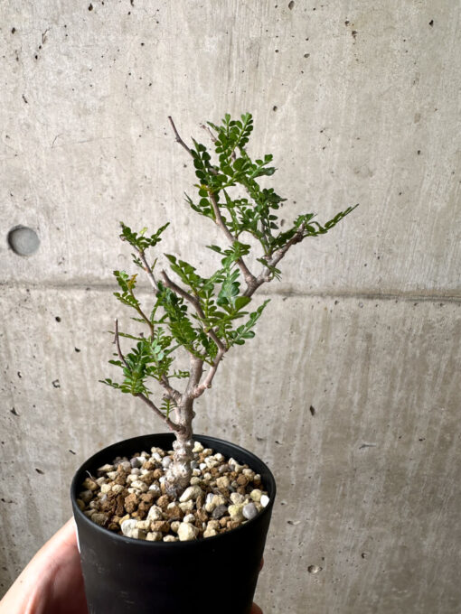 【現品限り】オペルクリカリア・パキプス 根挿し【AE9】 Operculicarya pachypus【植物】塊根植物 夏型 コーデックス - 画像 (3)