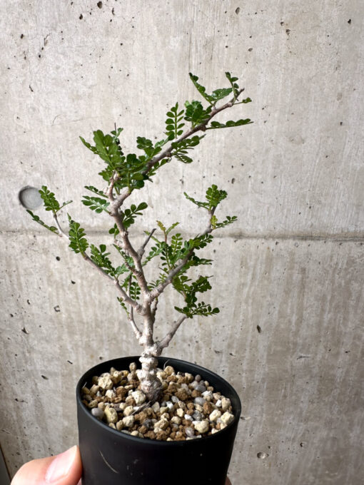 【現品限り】オペルクリカリア・パキプス 根挿し【AE9】 Operculicarya pachypus【植物】塊根植物 夏型 コーデックス - 画像 (4)