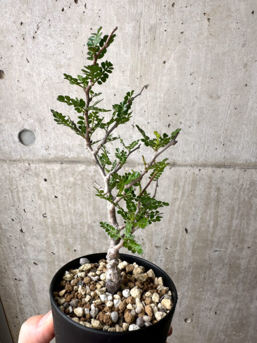 【現品限り】オペルクリカリア・パキプス 根挿し【AE9】 Operculicarya pachypus【植物】塊根植物 夏型 コーデックス - 画像 (5)